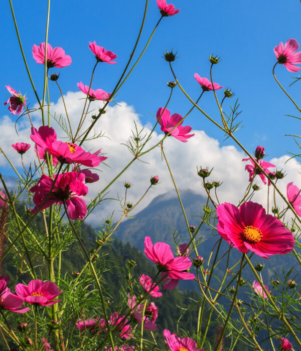 Valley of flowers Trek With Badrinath tour package