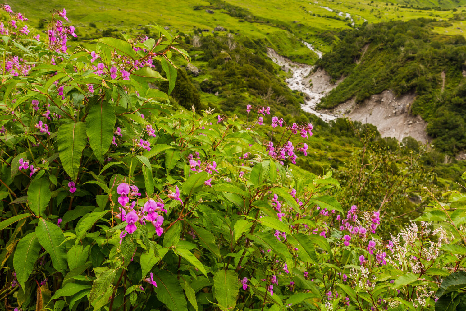 Valley of flowers Trek With Badrinath